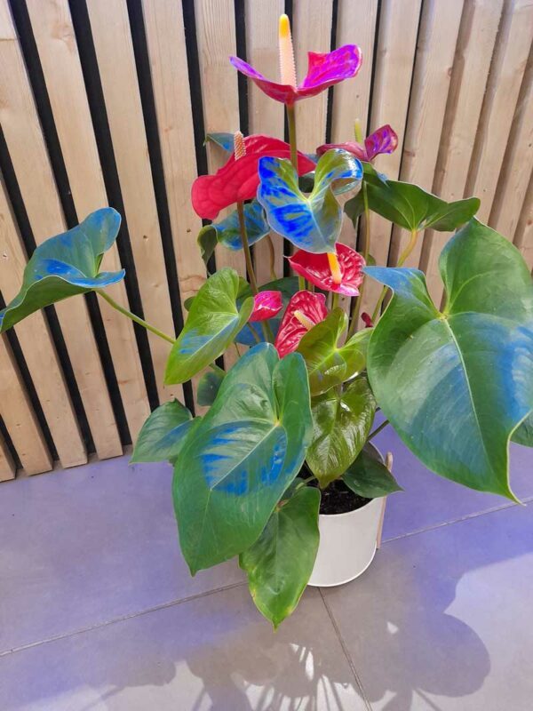 Leti-rose-fleuriste-landivisiau--Anthurium
