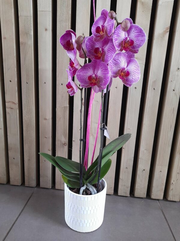 Orchidée