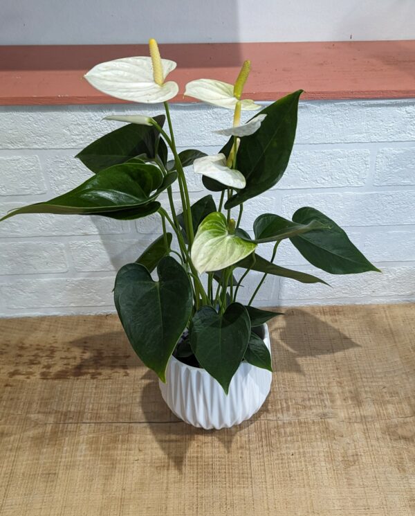 anthurium