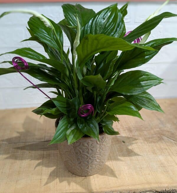 Spathiphyllum