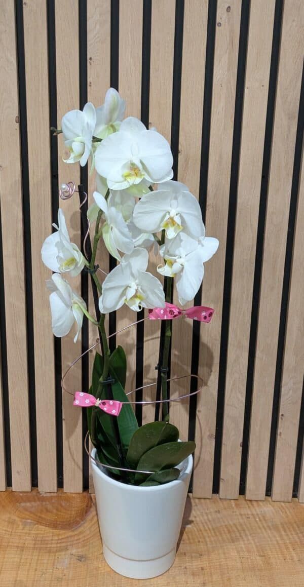 Orchidée blanche