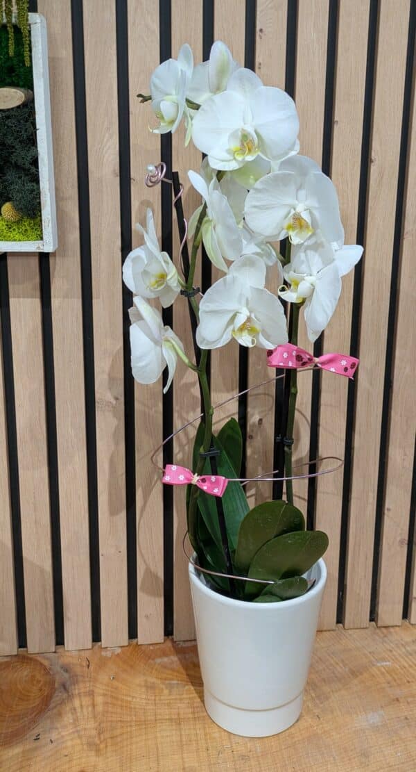 Orchidée blanche – Image 2